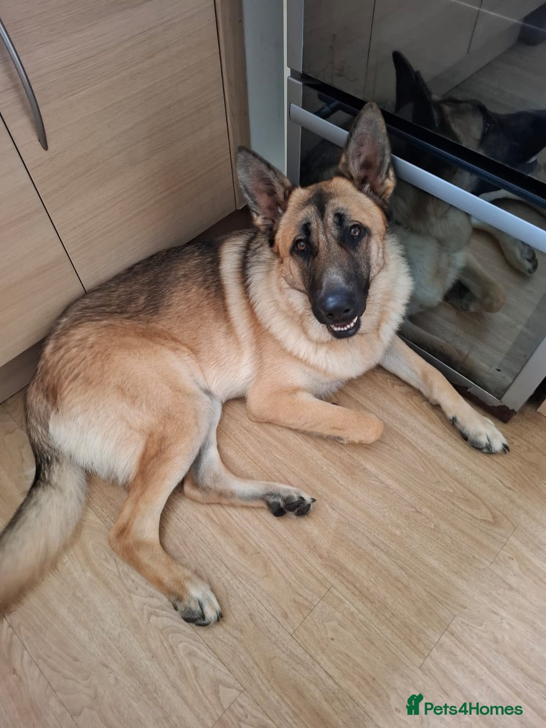 German Shepherd dogs for sale: German shepherd For Sale - Advert 2