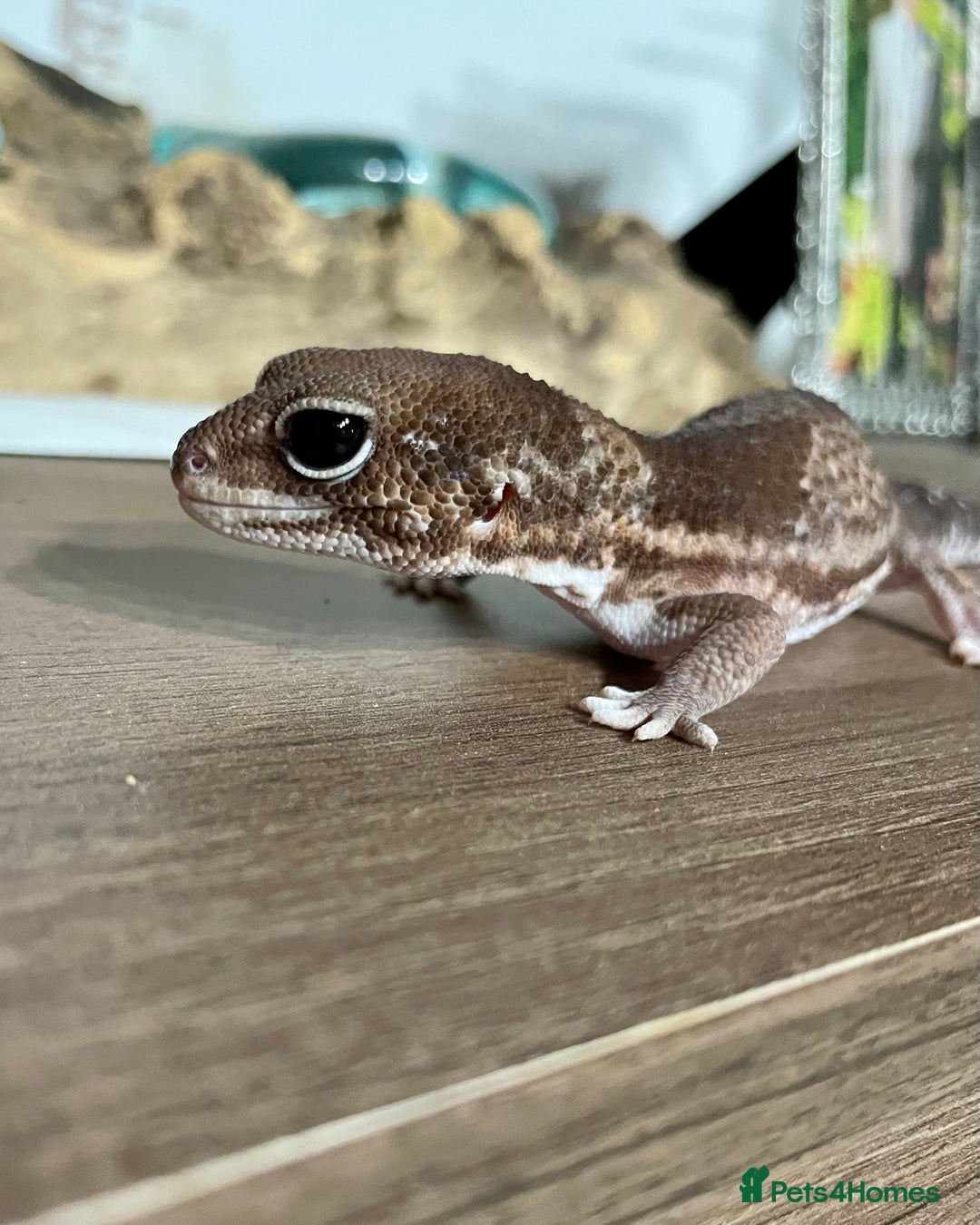 Gecko reptiles for sale: Breeding pair of African Fat Tailed Geckos  - Image 8