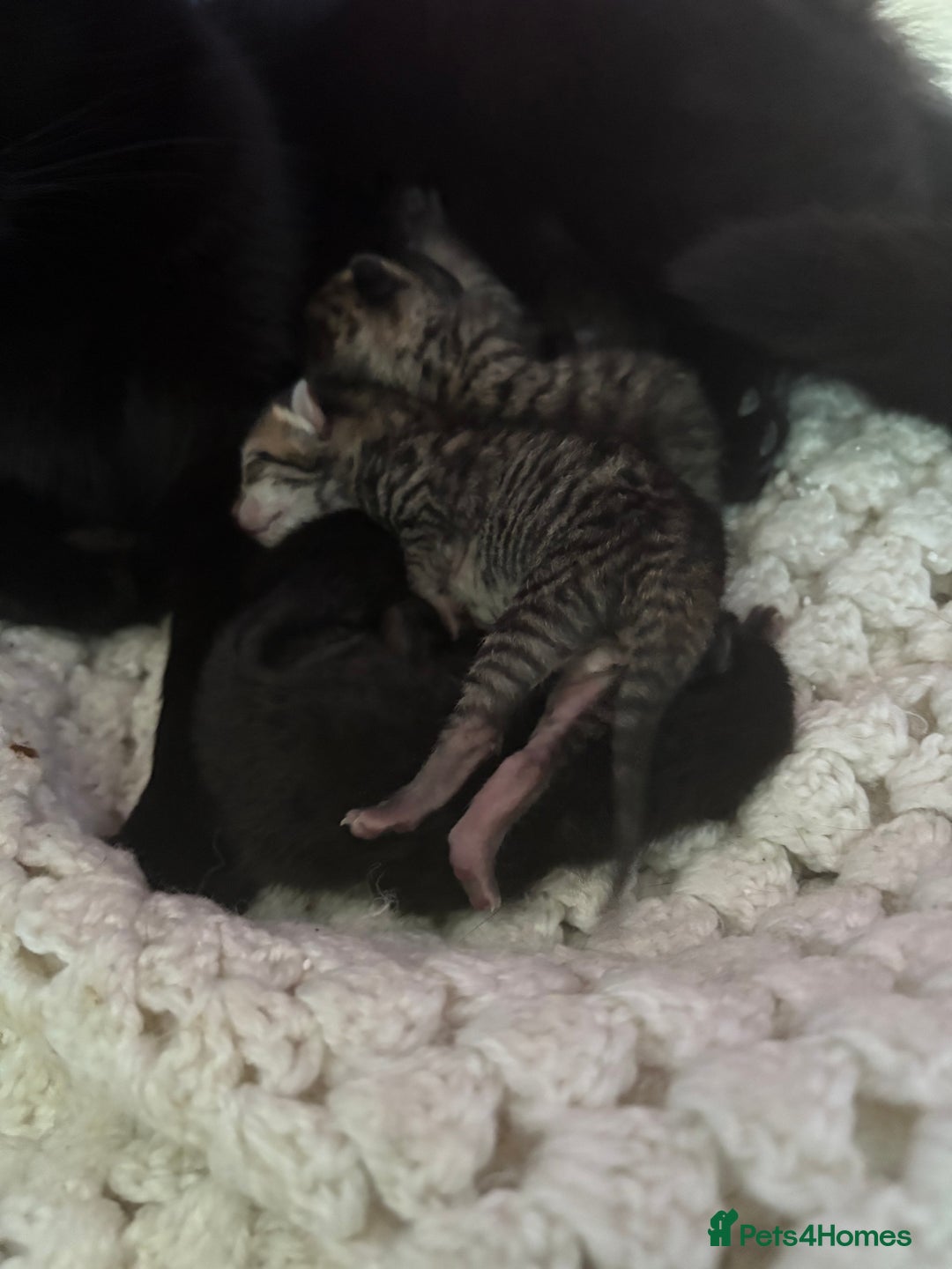 British Shorthair cats for sale: 5 British short hair kittens  - Image 14
