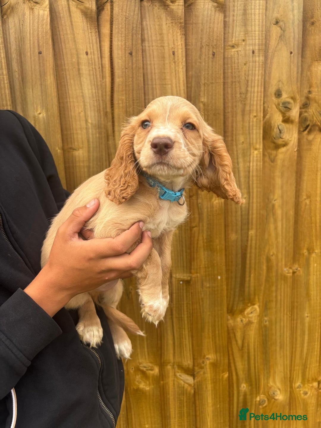 Cocker Spaniel dogs for sale: Cocker Spaniel Puppies - Image 14