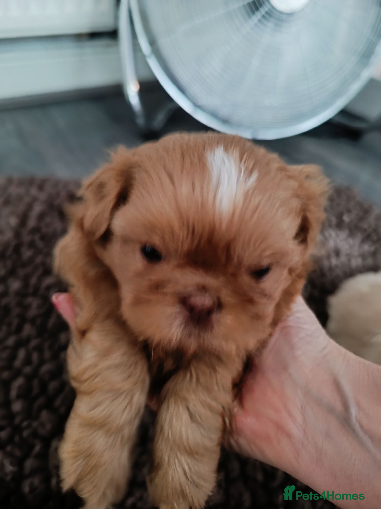 Shih Tzu dogs Imperial shih tzus - Advert 6