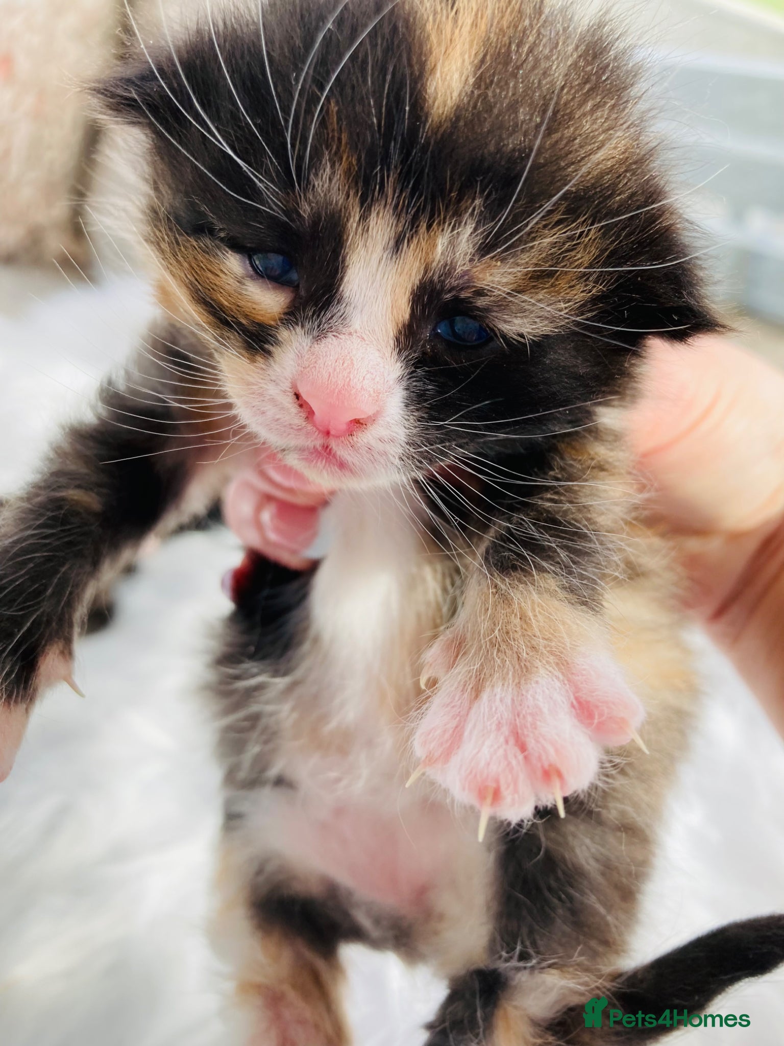 Mixed Breed cats Fluffy Kittens - Advert 13