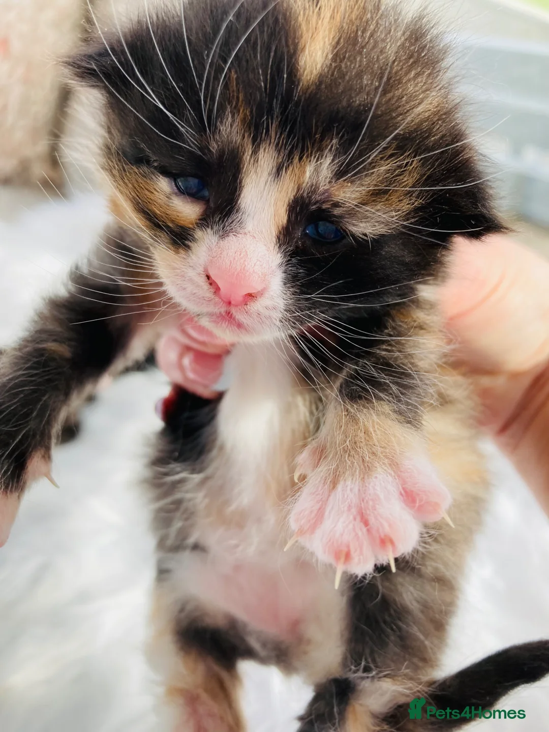 Mixed Breed cats for sale: Fluffy Kittens - Advert 1