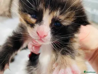 Mixed Breed cats Fluffy Kittens - Advert 13