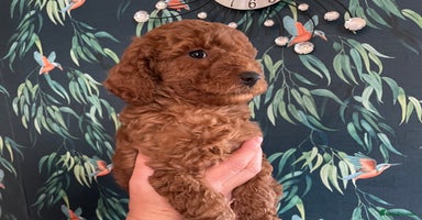 Labradoodle dogs - Advert 7