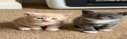 Mixed Breed cats for sale: Two beautiful kittens  - Advert 9
