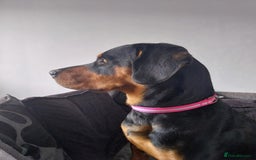 Mixed Breed dogs for adoption: Sky is looking for her forever home  - Image 1