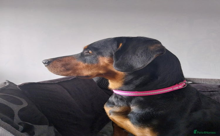 Mixed Breed dogs - Advert 14