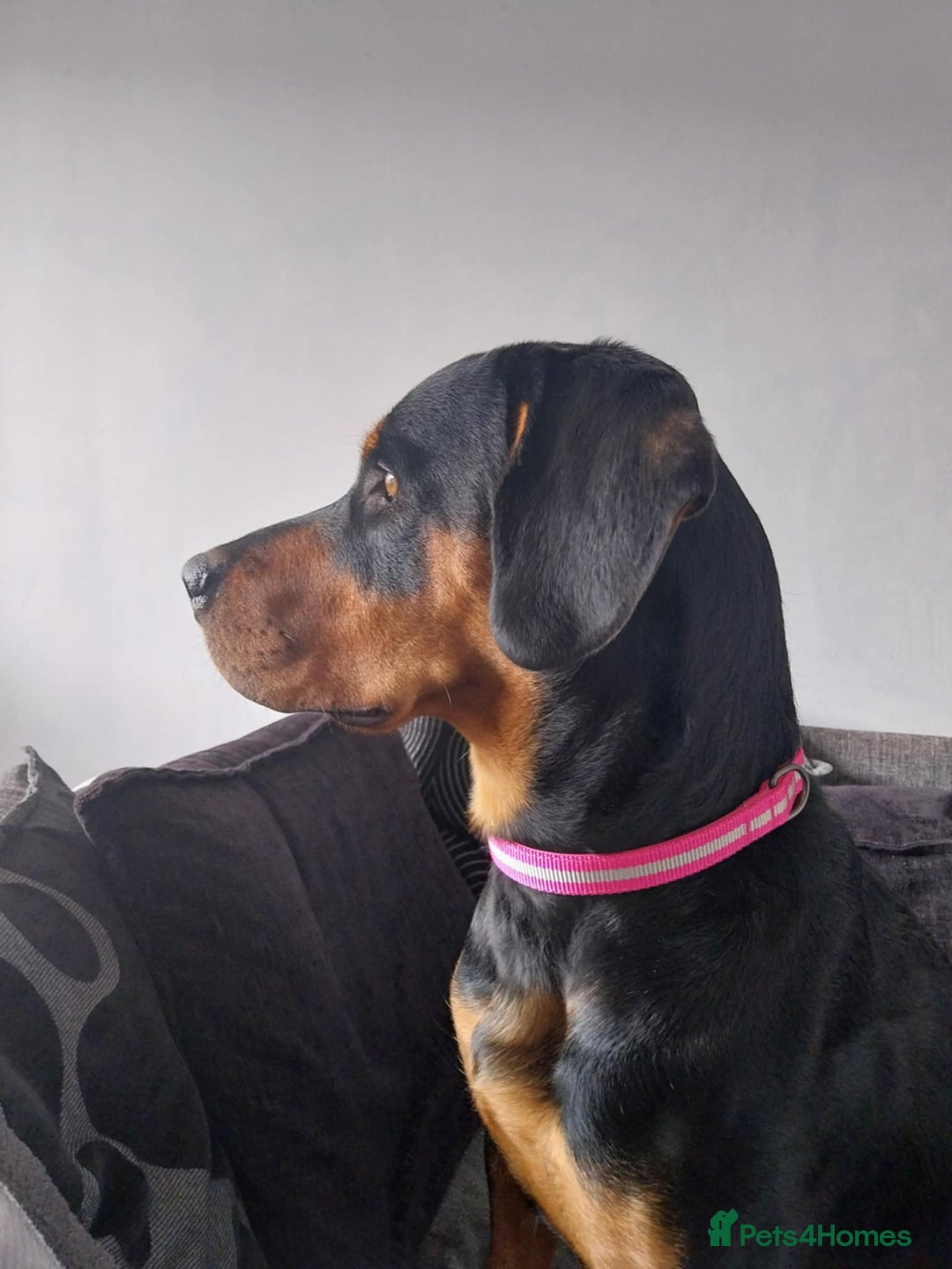 Mixed Breed dogs for adoption: Sky is looking for her forever home  - Image 1