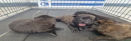 Belgian Shepherd Dog dogs for sale: Dutch Shepherd Puppies - Advert 4