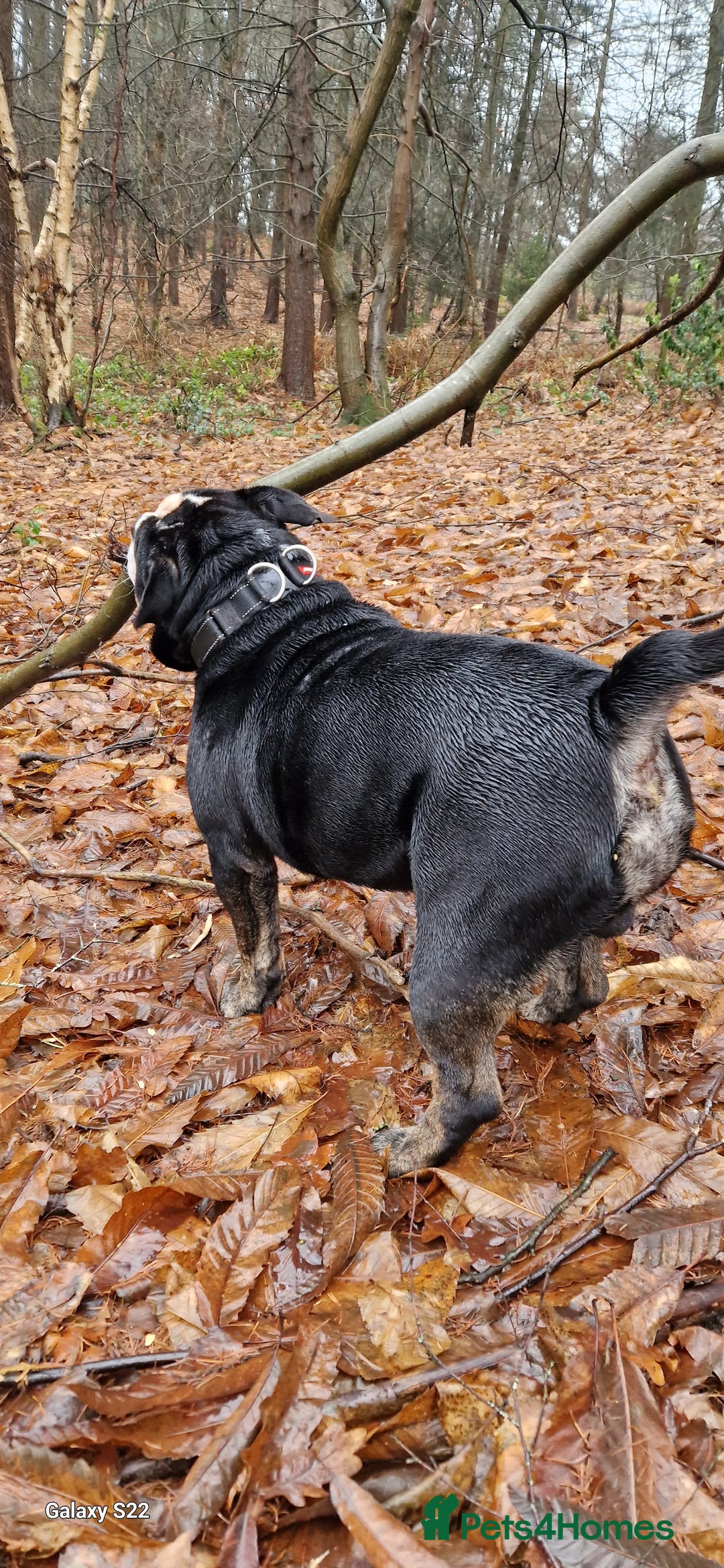 Olde English Bulldogge dogs for stud: Olde English Bulldogge (Black, white and brindle) - Image 33