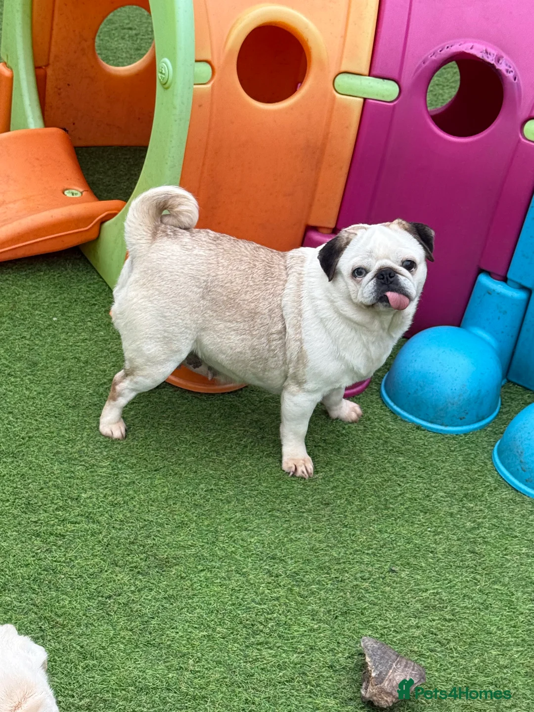 Pug dogs for sale: Adult female panda pug and her adult son  - Advert 23