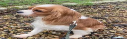 Cavalier King Charles Spaniel dogs for sale: Cavalier King Charles puppy’s Blenheim ready now  - Advert 10