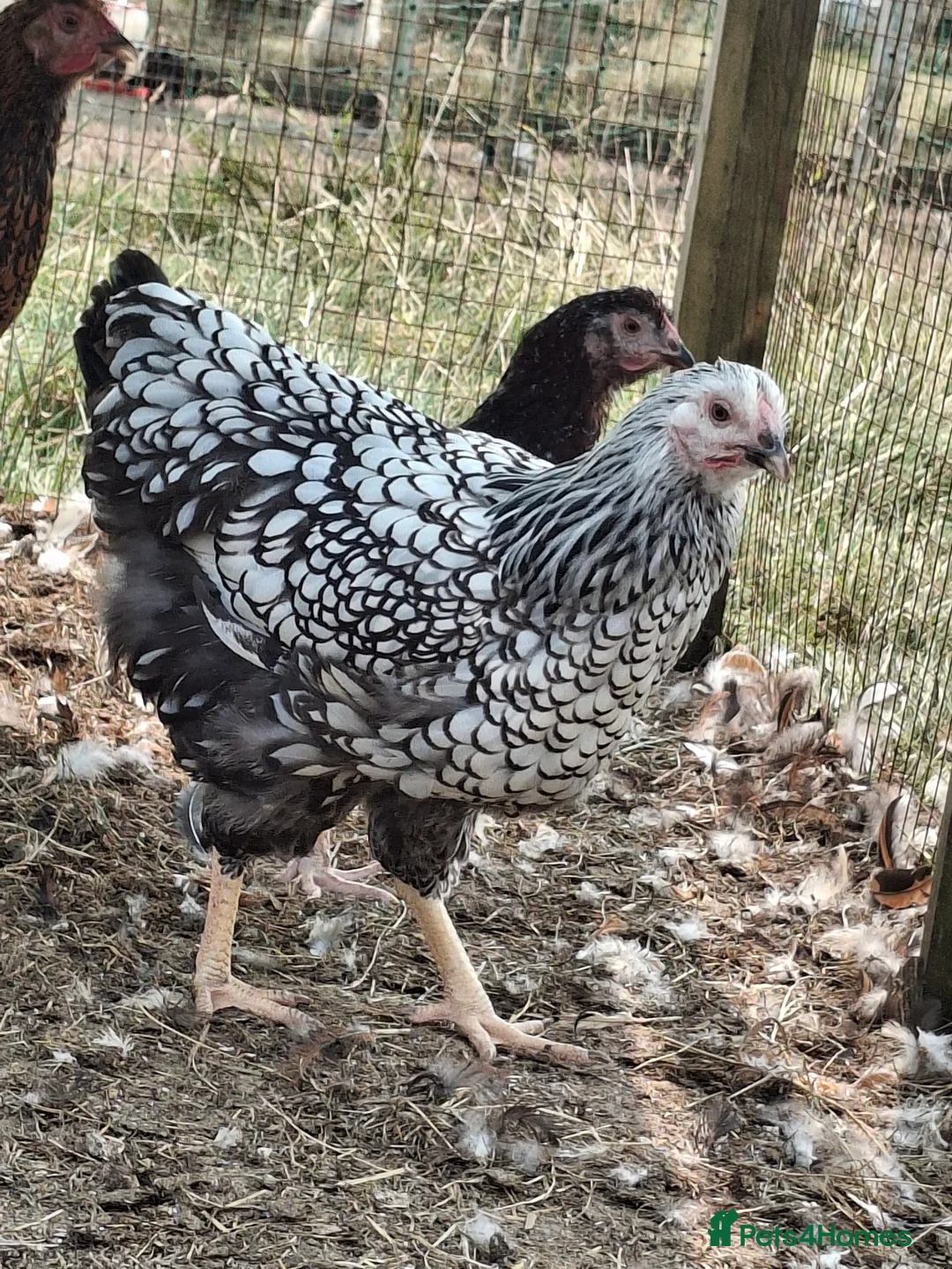 Chickens poultry for sale: LACED WYANDOTTES  - Advert 7