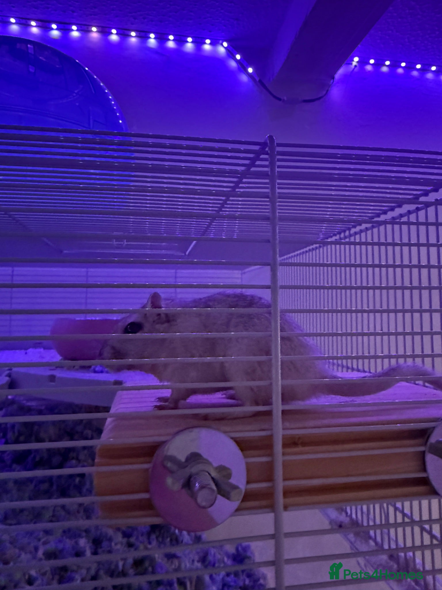 Gerbil rodents 2 Female Gerbils for Sale - Advert 14