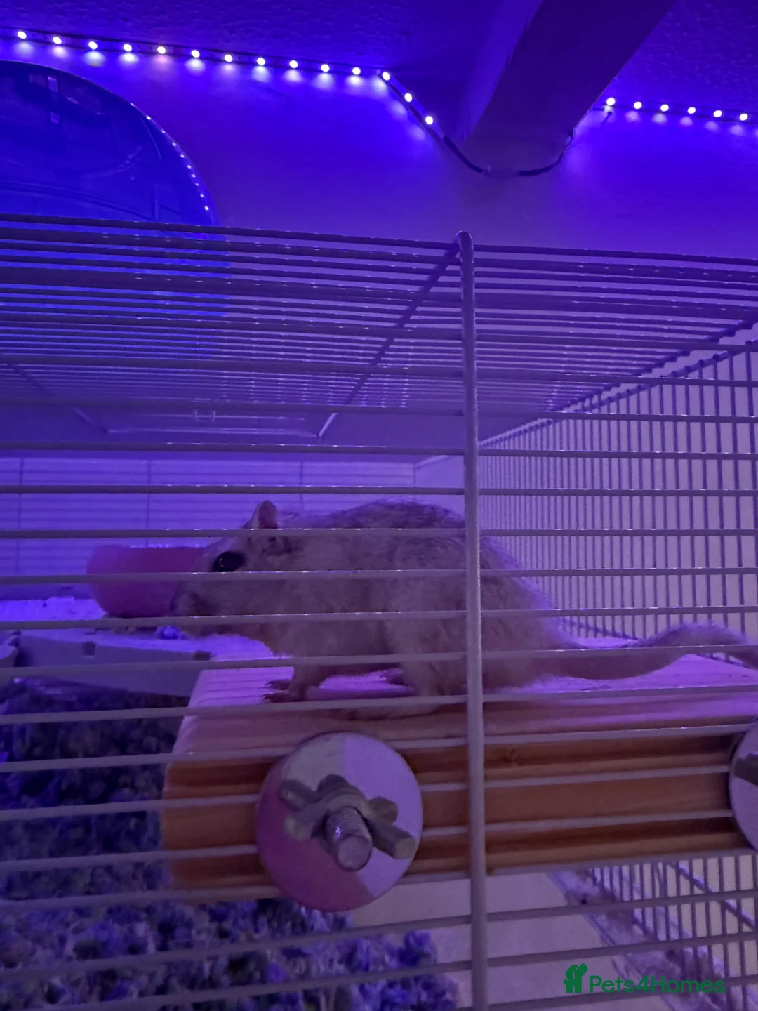 Gerbil rodents for sale: 2 Female Gerbils for Sale in Crawley - Advert 1