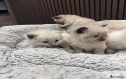 Ragdoll cats for sale: Stunning Ragdoll Kittens Ready soon - Image 3