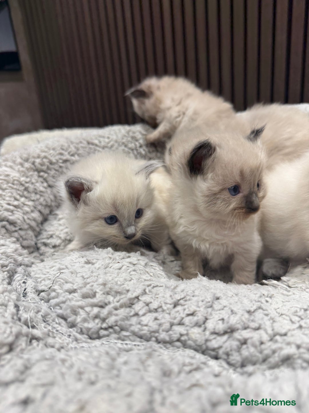Ragdoll cats for sale: Stunning Ragdoll Kittens Ready soon - Image 3