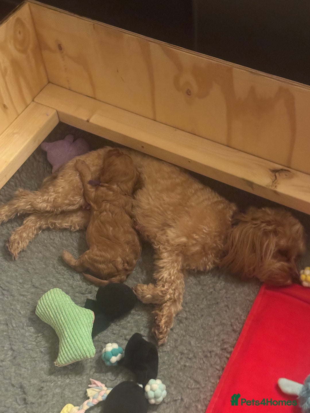 Cavapoo dogs for sale: Gorgeous Cavapoo Girl looking for loving home - Image 7