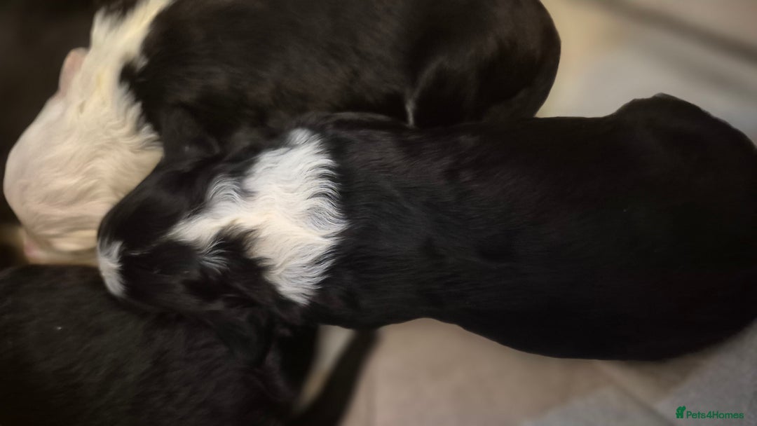 Mixed Breed dogs for sale: Old English Sheepdog puppies  OES X Golden Oldie - Image 12