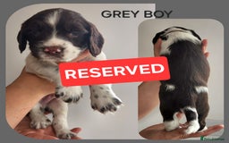 English Springer Spaniel dogs for sale: KC Registered ESS Pups *WELL MARKED* - Image 37