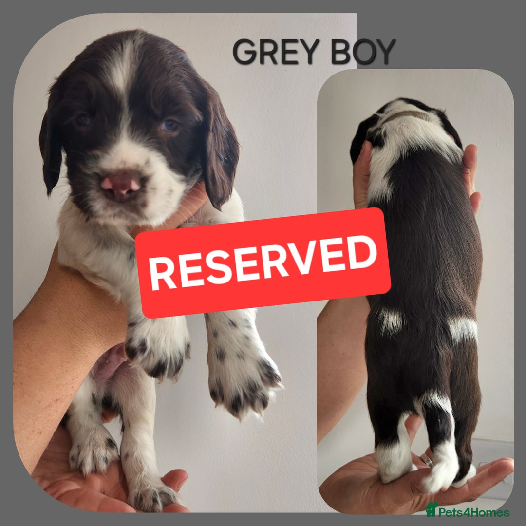 English Springer Spaniel dogs for sale: KC Registered ESS Pups *WELL MARKED* - Image 37