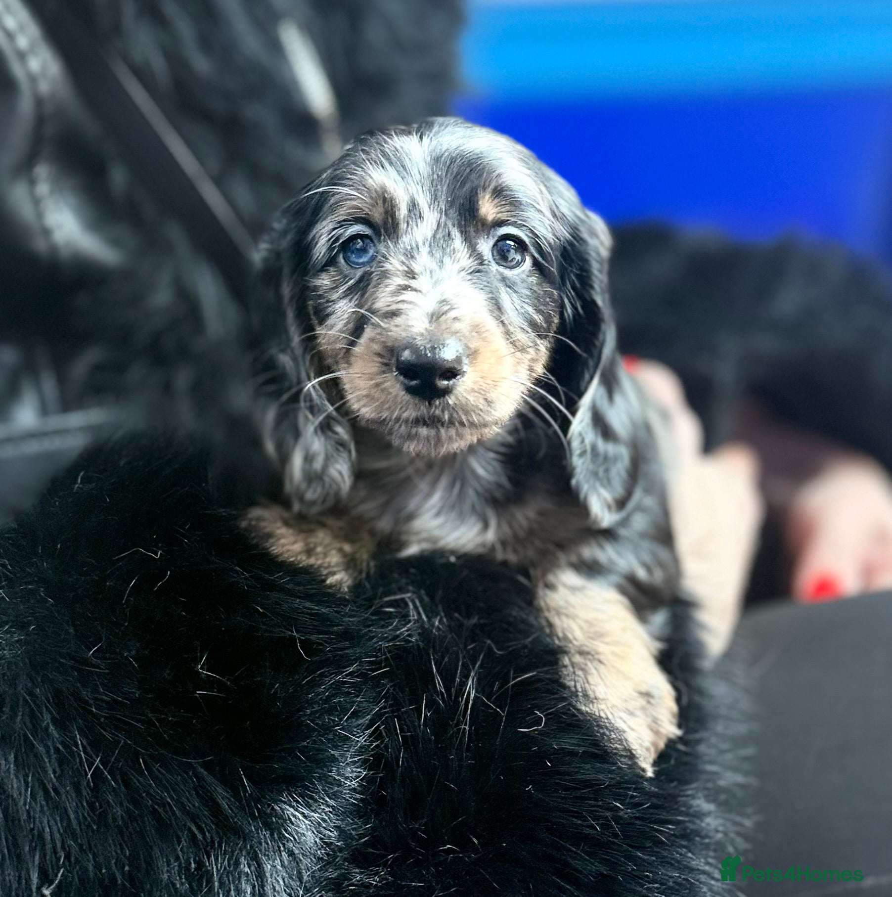 Miniature Dachshund dogs Mini long hair dachshunds  - Advert 7