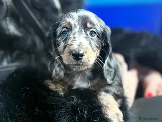 Miniature Dachshund dogs Mini long hair dachshunds - Advert 7