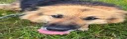 Mixed Breed dogs for adoption: Meet Maple, currently residing in Essex  - Advert 2
