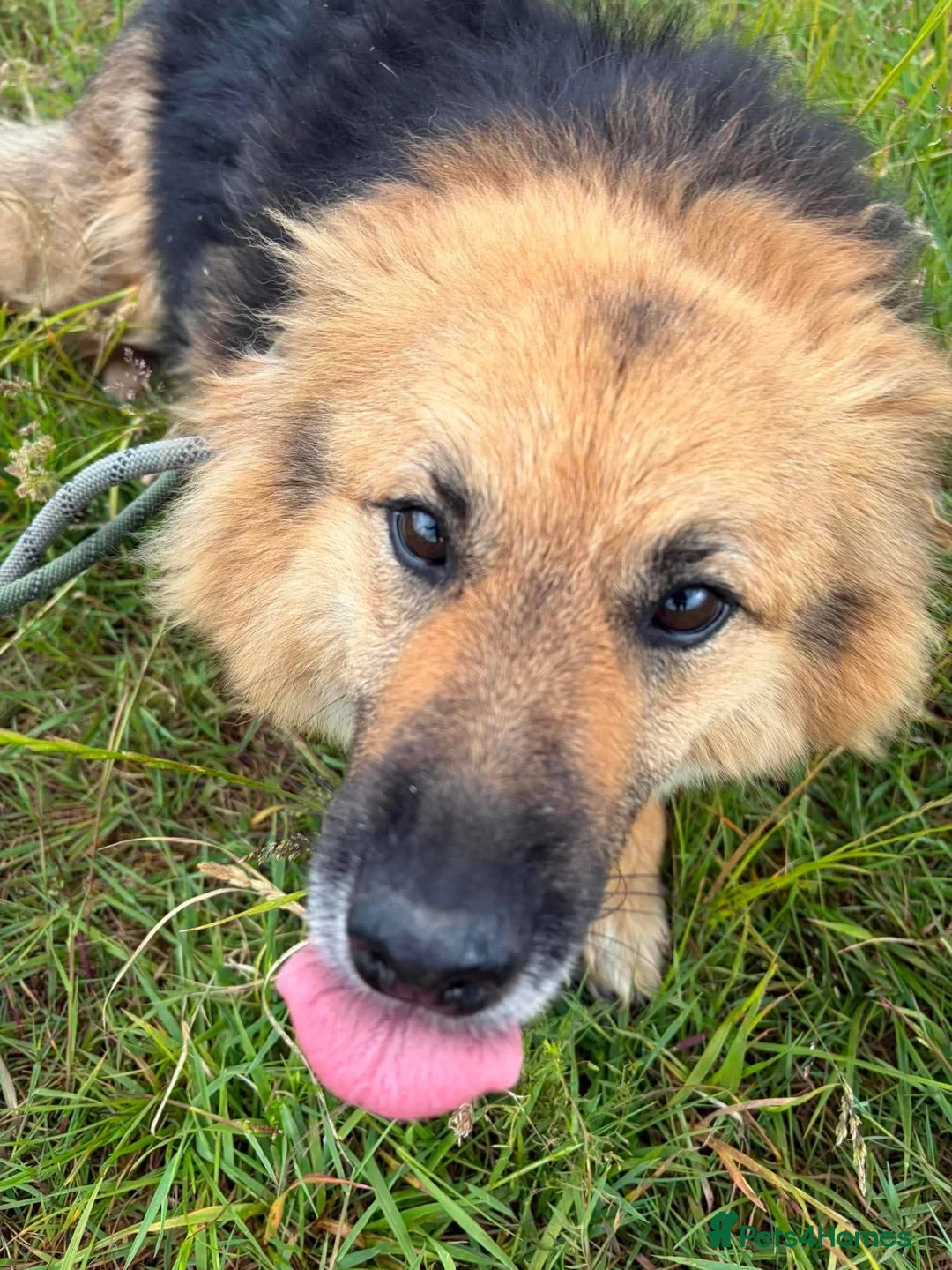 Mixed Breed dogs for adoption: Meet Maple, currently residing in Essex  - Advert 2
