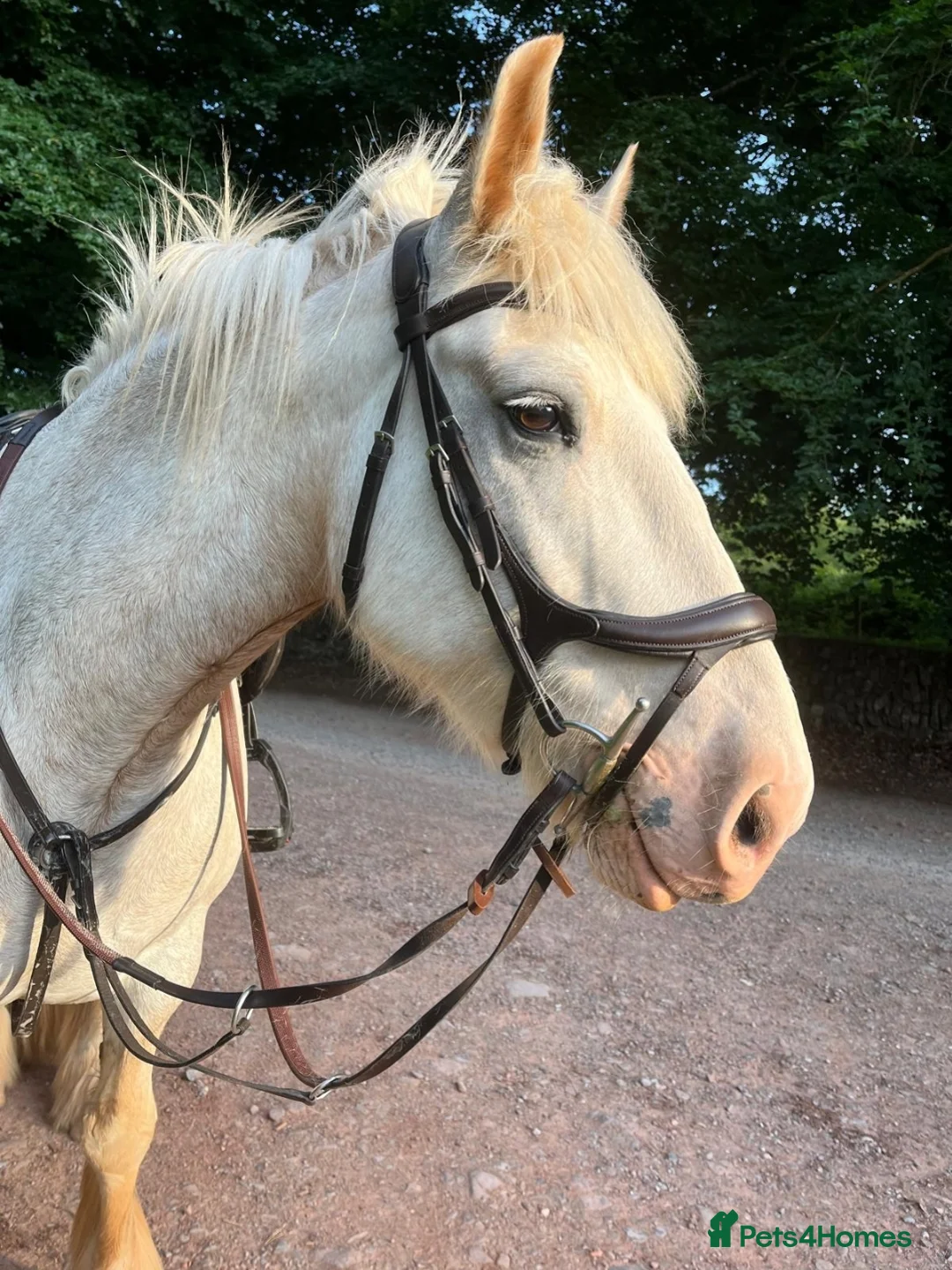 Other Breed horses for sale: 15Hh Red Blagdon Gelding Cob | 7 years old - Advert 15