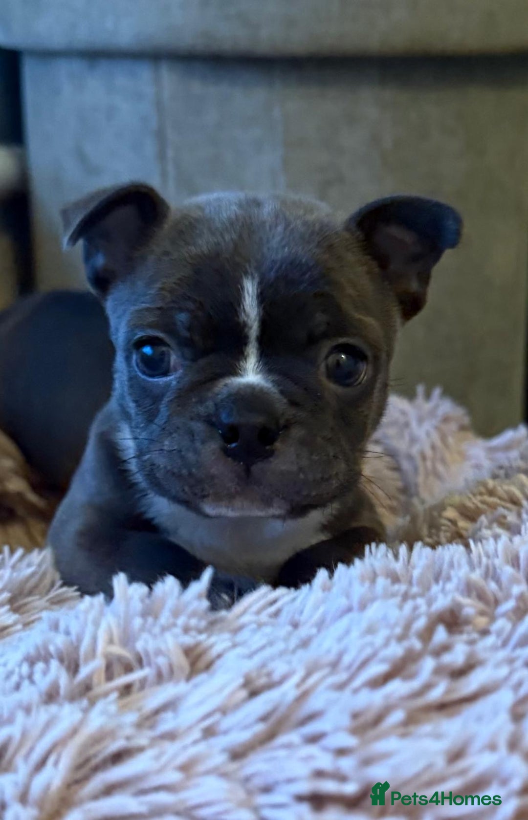 Boston Terrier dogs for sale: Boston puppies - Advert 4