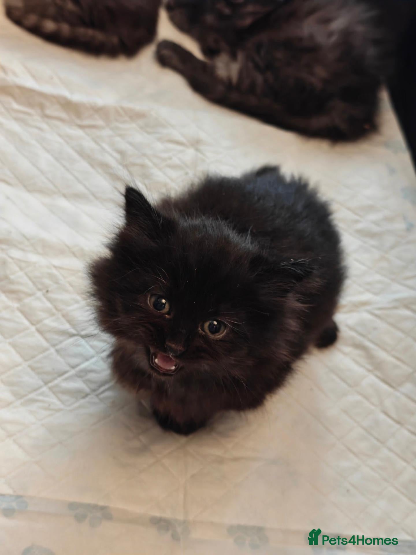Siberian cats TICA Registered Pedigree Siberian kittens - Advert 2