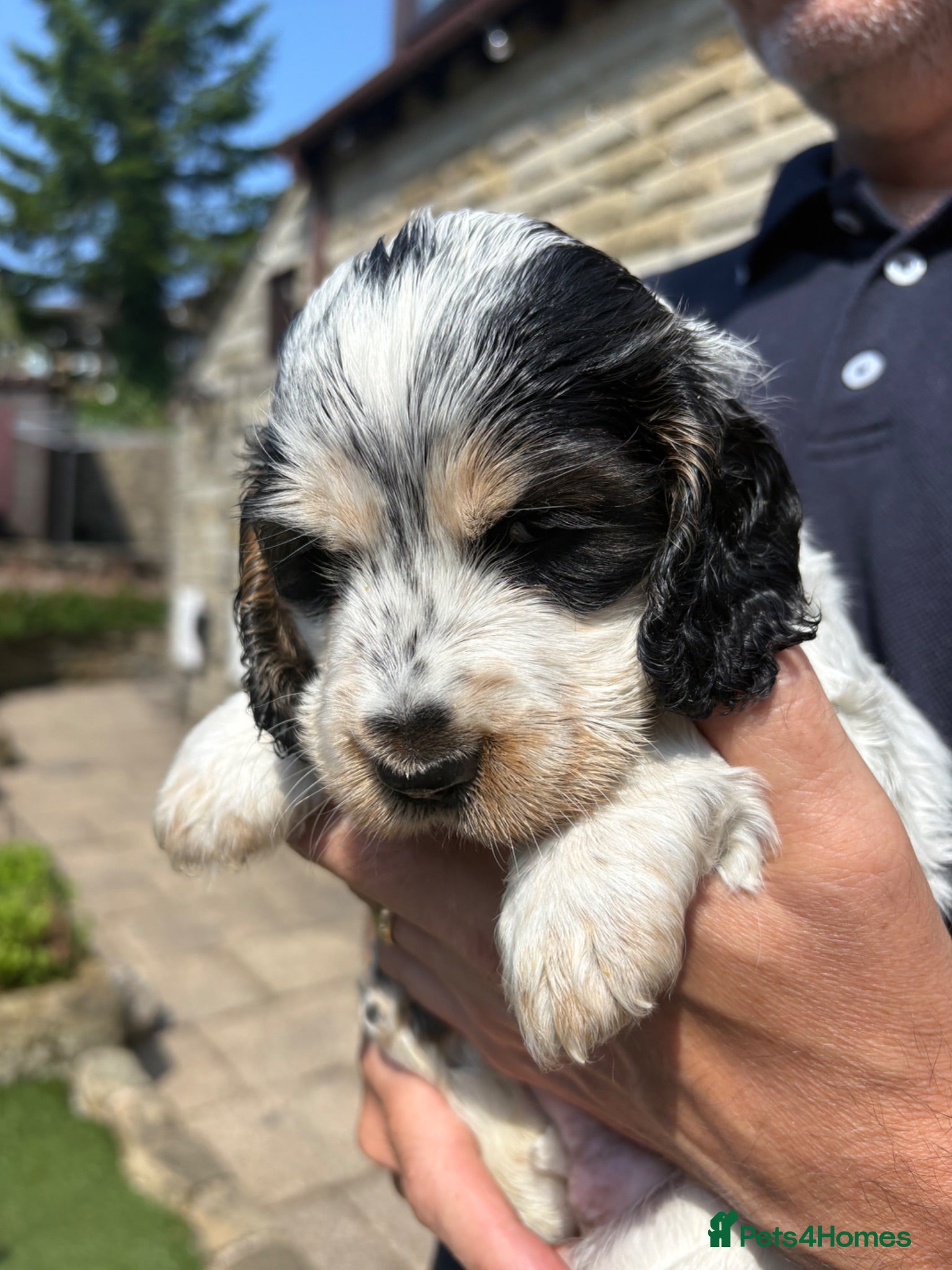 Cocker Spaniel dogs Quality KC babies - extensive health tests clear - Advert 1