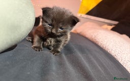 Mixed Breed cats for sale: Kittens for sale  - Image 9