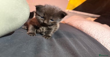 Mixed Breed cats - Advert 14