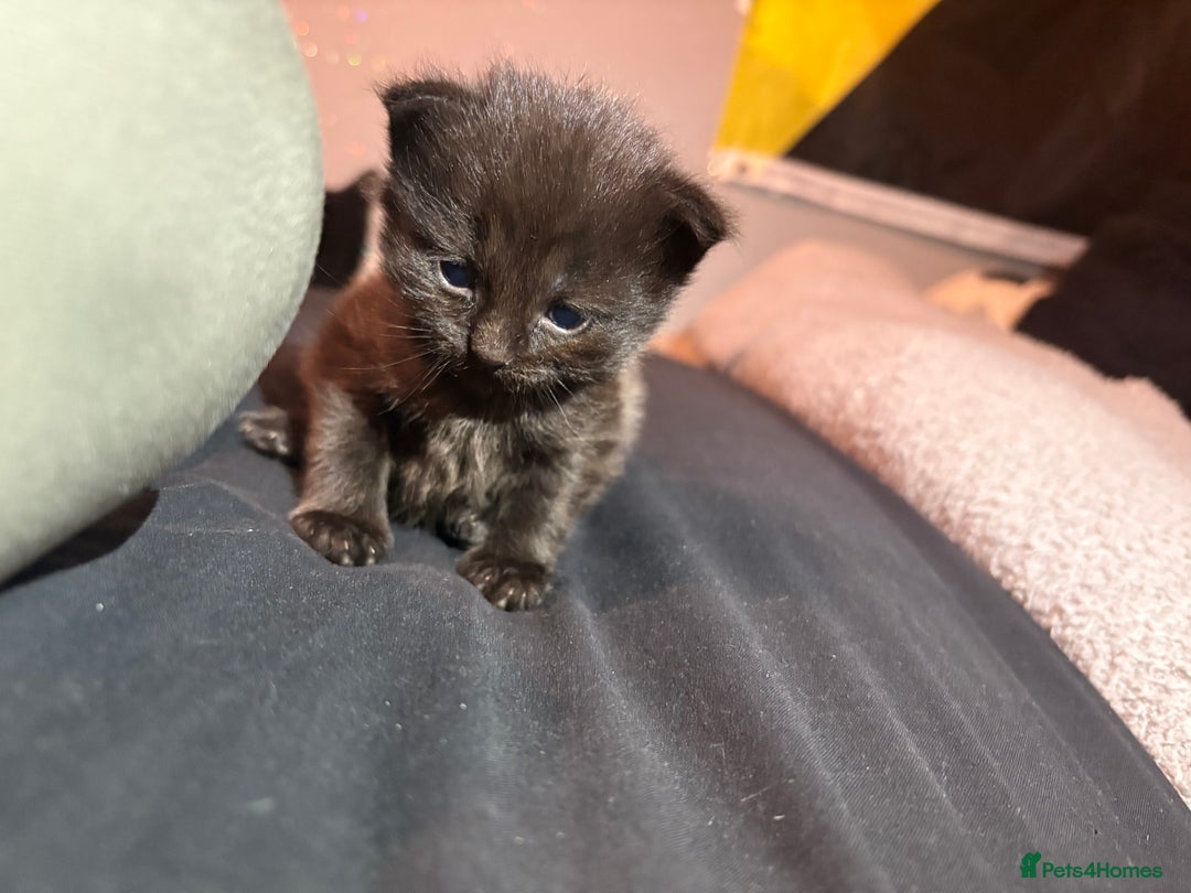 Mixed Breed cats for sale: Kittens for sale  - Image 9