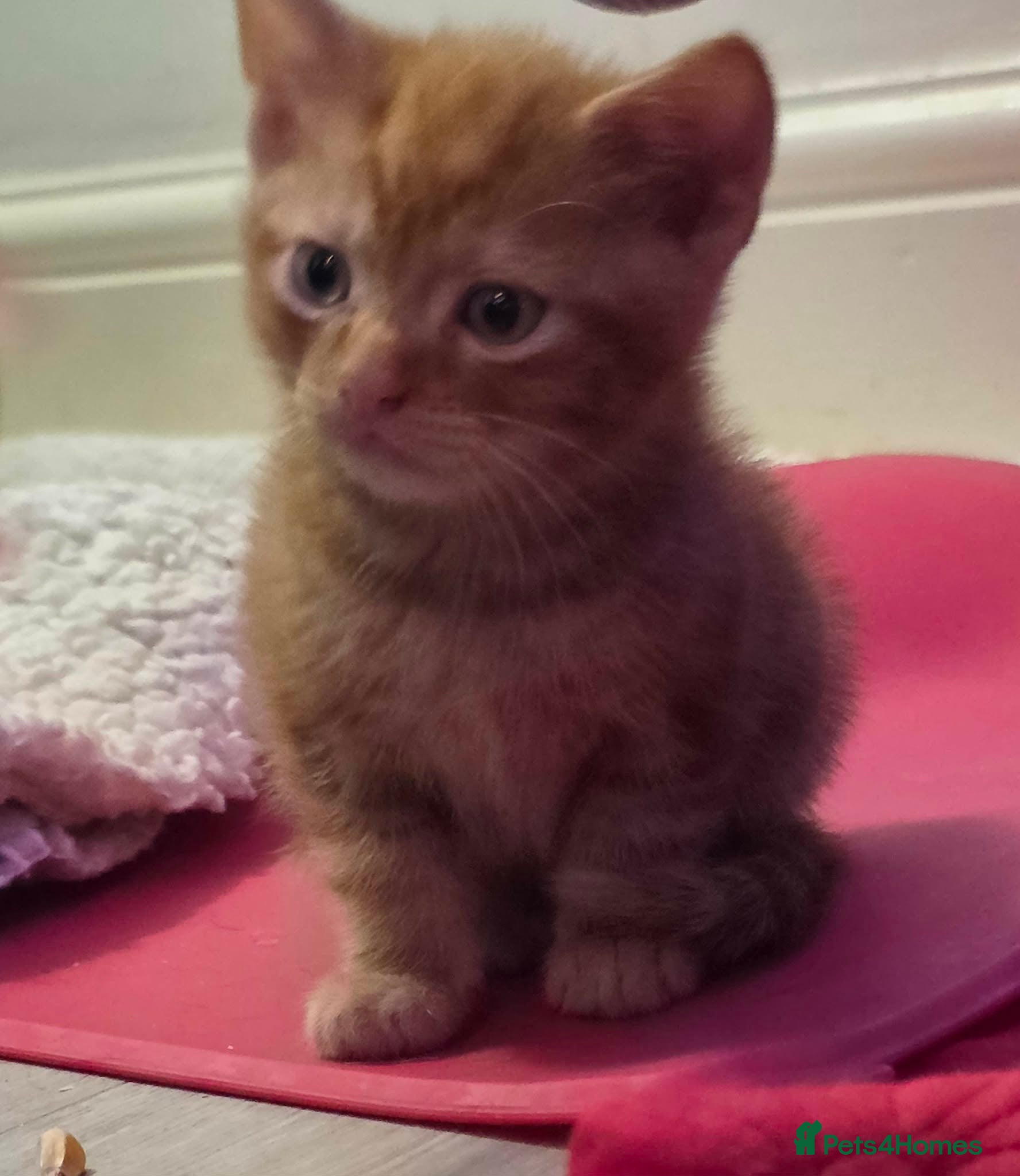 Domestic Shorthair cats Kittens  - Advert 4