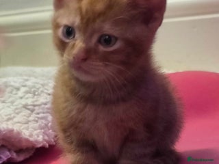 Domestic Shorthair cats Kittens - Advert 1