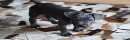 American Bull Staffy dogs for sale: American Staffordshire Terrier - Advert 3