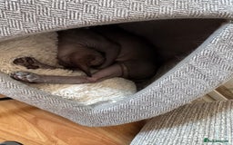 Sphynx cats for sale: Sphynx  - Image 5