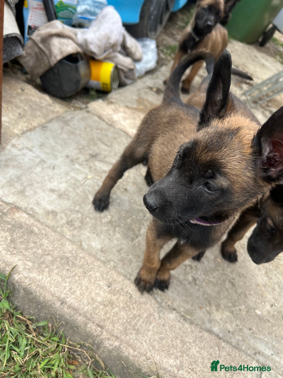 Belgian Shepherd Dog dogs for sale: 🐶Belgian Malinois Shepherd🐶 working dogs in Esher - Image 21