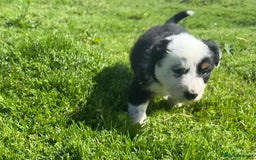 Border Collie dogs for sale: Border Collie Puppies  - Image 10