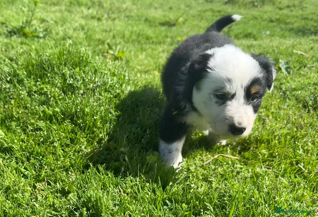 Border Collie dogs for sale: Border Collie Puppies  - Image 10