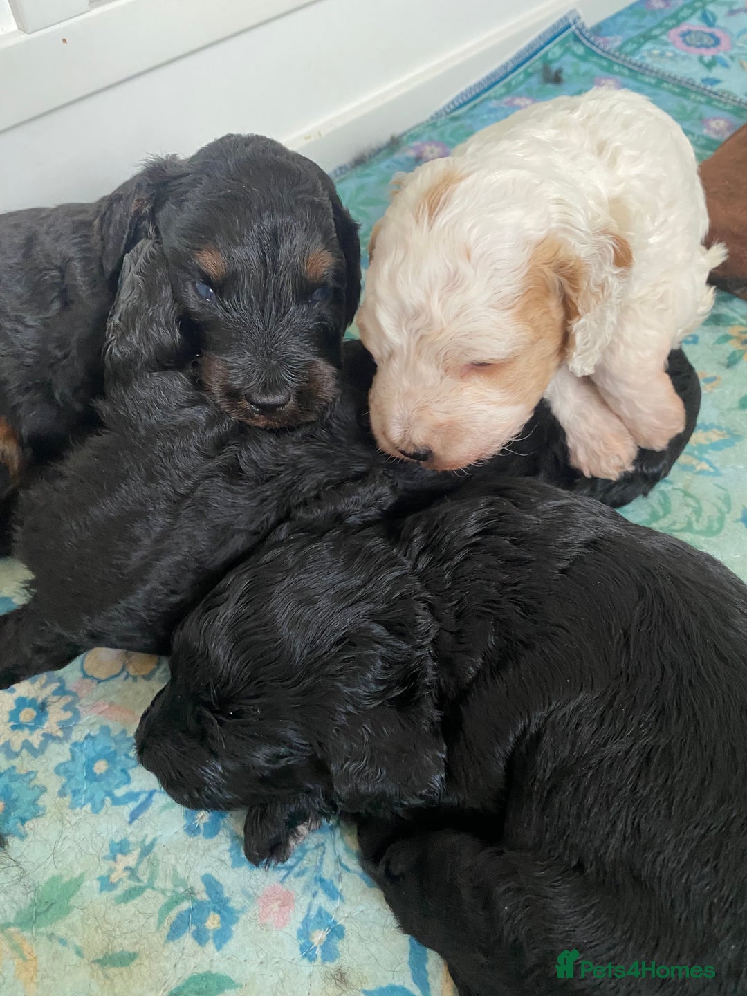 Cockapoo dogs for sale: Beautiful F2 Cockapoo Puppies  - Advert 1