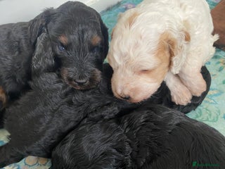 Cockapoo dogs Beautiful F2 Cockapoo Puppies - Advert 2