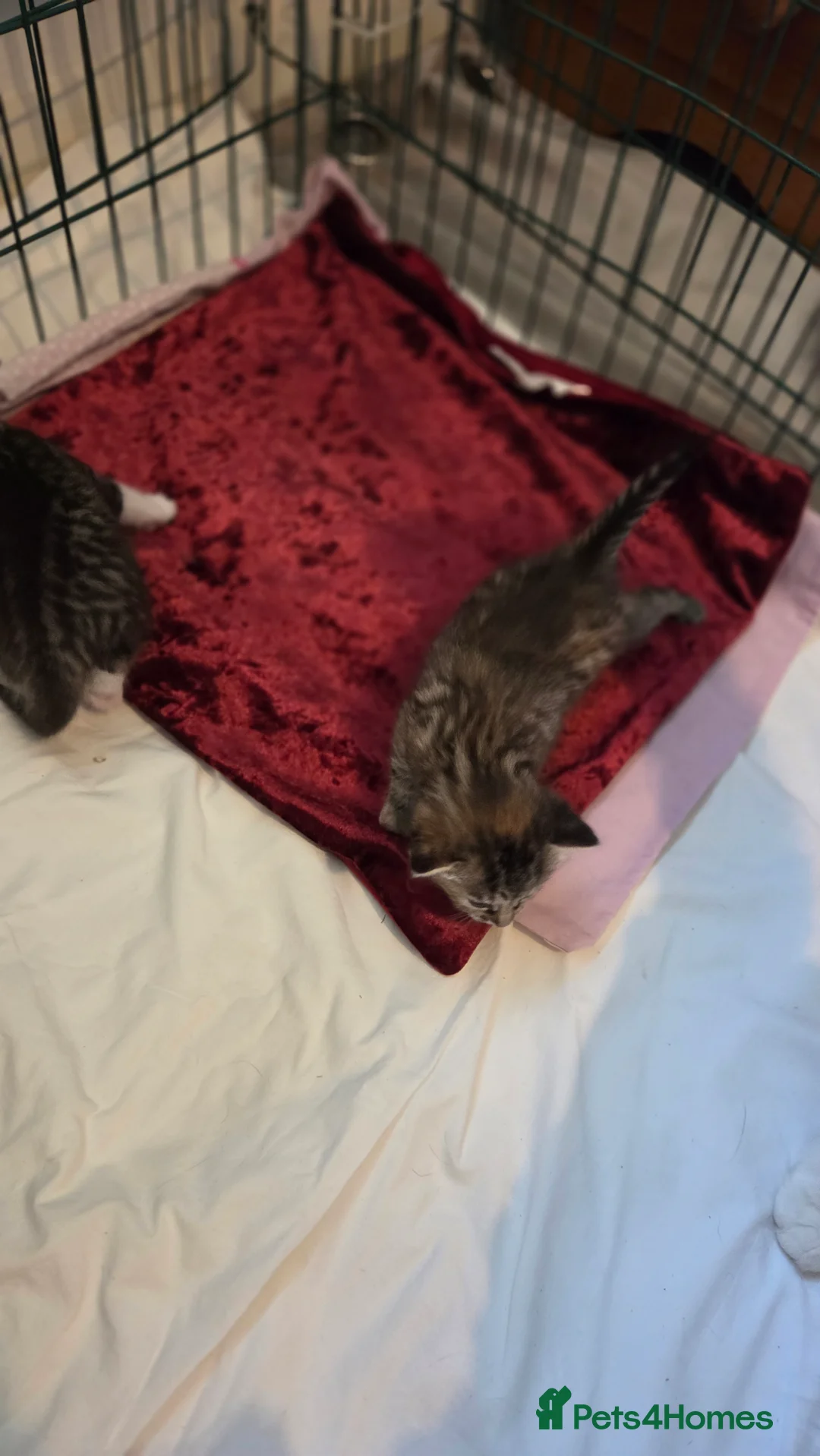 Mixed Breed cats for sale: 3 beautiful kittens  - Advert 2