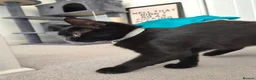 Mixed Breed cats for sale: 2 female cats - Advert 1