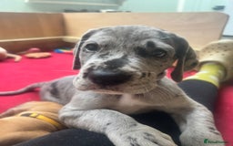 Great Dane dogs for sale: Great Dane puppy’s  - Image 15