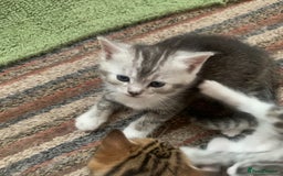 Persian cats for sale: Persian chinchilla mix of 3 boys left in St Albans - Image 8